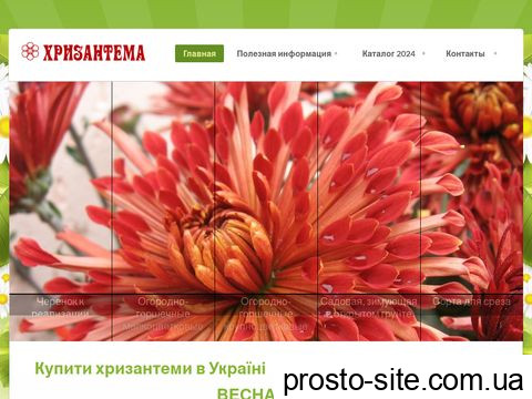 hrizantema.com.ua